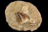 Mosasaur (Prognathodon) Tooth In Rock #91351-1